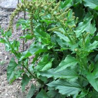 Goede Heinrich (Chenopodium bonus-henricus) zaden