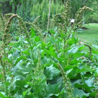 Goede Heinrich (Chenopodium bonus-henricus) zaden