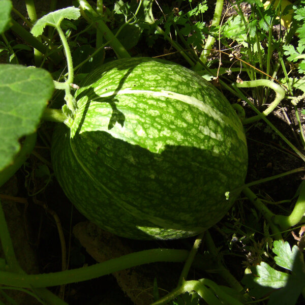 Siamese pompoen / Vijgenblad pompoen (Cucurbita ficifolia) zaden