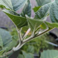 Toloache (Datura inoxia) zaden