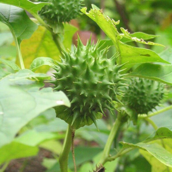 Witte datura (Datura stramonium) zaden