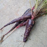 Paarse wortel Zwarte Spaanse (Daucus carota) zaden