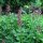 Vuurwerkplant (Dictamnus albus) zaden