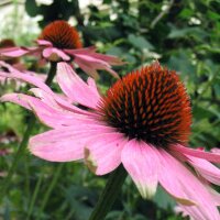 Rode zonnehoed (Echinacea purpurea) zaden