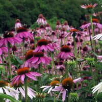 Rode zonnehoed (Echinacea purpurea) zaden