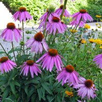 Rode zonnehoed (Echinacea purpurea) zaden