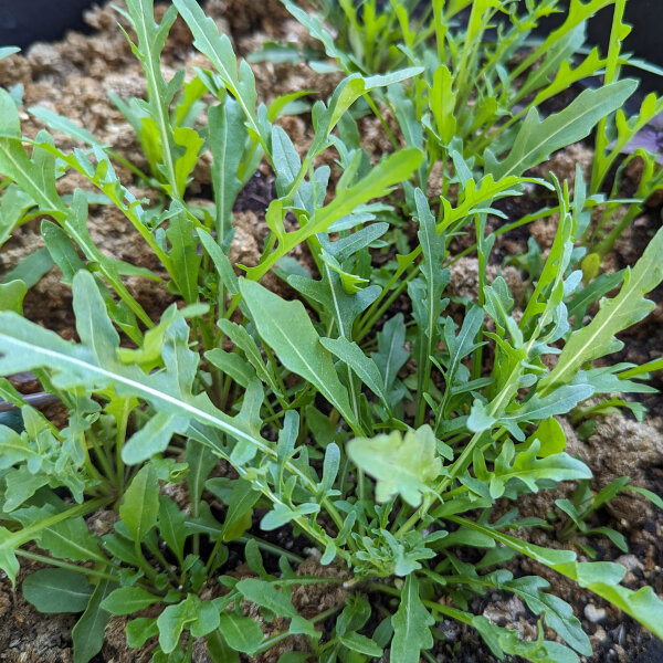 Kleine zandkool/ Rucola selvatica (Diplotaxis muralis) zaden