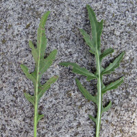 Kleine zandkool/ Rucola selvatica (Diplotaxis muralis) zaden