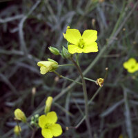 Kleine zandkool/ Rucola selvatica (Diplotaxis muralis) zaden