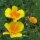 Californische goudpapaver (Eschscholzia californica) zaden