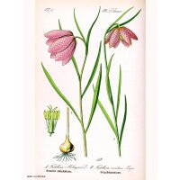 Dambord bloem/Kievitsbloem (Fritillaria meleagris) zaden