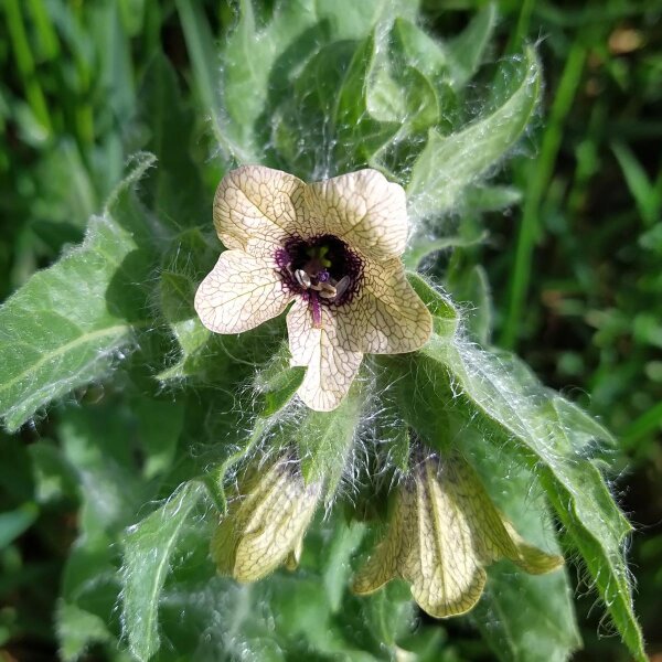 Zwart bilzekruid (Hyoscyamus niger) zaden