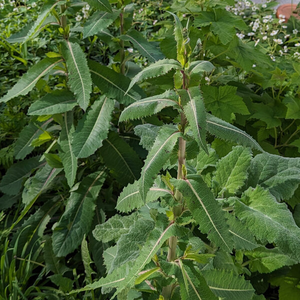 Giftige sla (Lactuca virosa) zaden