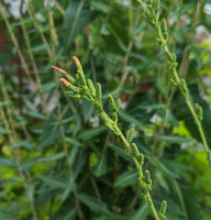 Giftige sla (Lactuca virosa) zaden