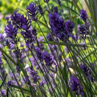 Echte lavendel (Lavandula angustifolia) zaden