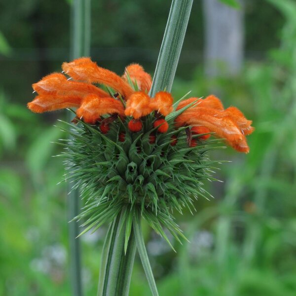 Afrikaanse leeuwenoor (Leonotis leonurus) zaden