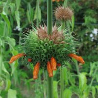 Afrikaanse leeuwenoor (Leonotis leonurus) zaden