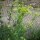 Lavas (Levisticum officinale) zaden