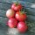 Tomaat Berner Rose (Solanum lycopersicum) zaden