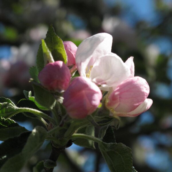 Appel Bittenfelder Sämling (Malus domestica) zaden