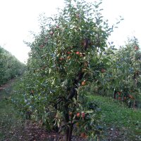 Appel Bittenfelder Sämling (Malus domestica) zaden