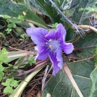 Herfst mandragora (Mandragora autumnalis) zaden