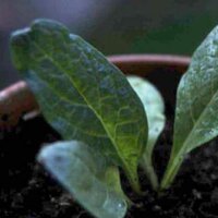 Herfst mandragora (Mandragora autumnalis) zaden