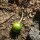 Alruin (Mandragora officinarum) zaden