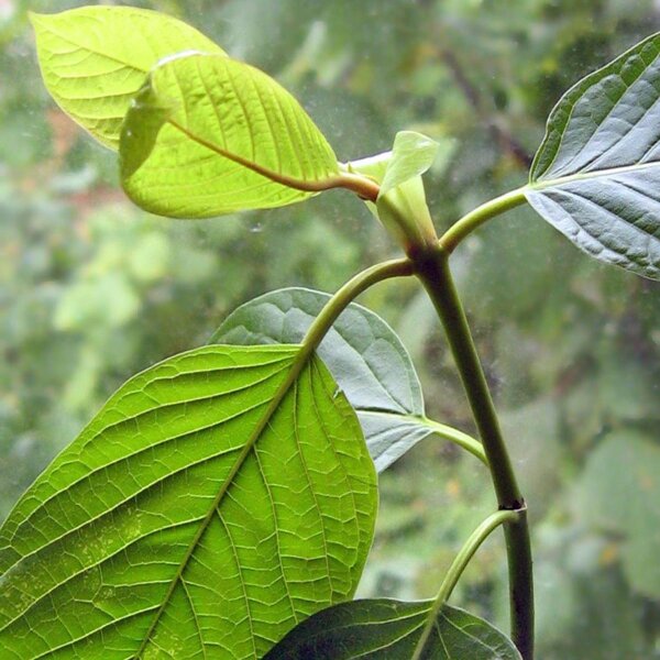 Kratom (Mitragyna speciosa) zaden