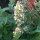 Citroen kattenkruid / witte citroenmelisse (Nepeta cataria ssp. citriodora) zaden