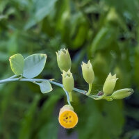 Boomtabak (Nicotiana glauca) zaden