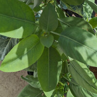 Boomtabak (Nicotiana glauca) zaden