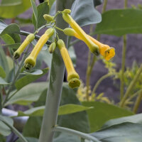 Boomtabak (Nicotiana glauca) zaden