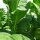 Burley tabak Bursanica (Nicotiana tabacum) zaden
