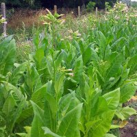 Tabak Badischer Geudertheimer (Nicotiana tabacum) zaden