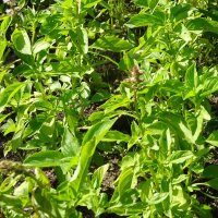 Citroenbasilicum (Ocimum americanum) zaden