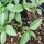 Anijs basilicum (Ocimum basilicum) zaden