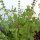 Wilde basilicum / boombasilicum (Ocimum canum) zaden