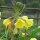 Middelste teunisbloem (Oenothera biennis) zaden