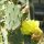 Winterharde vijgencactus (Opuntia phaeacantha) zaden