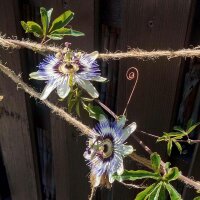 Blauwe passiebloem (Passiflora caerulea) zaden