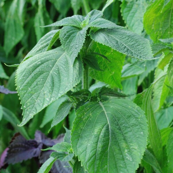 Shiso groen (Perilla frutescens) zaden