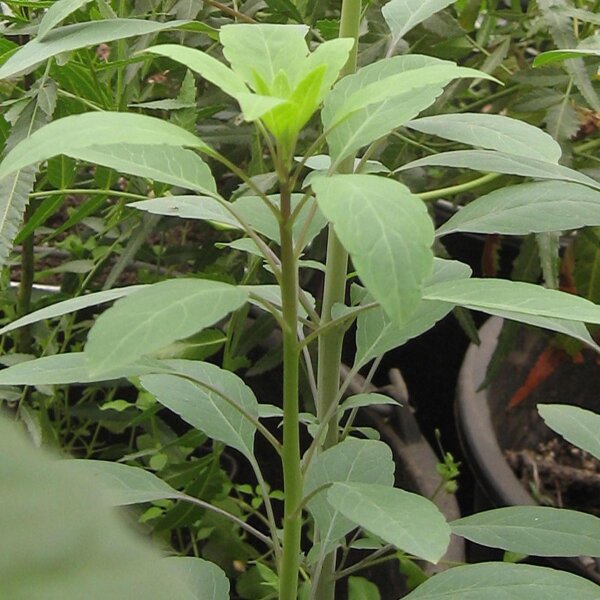 Boliviaanse koriander / papalo (Porophyllum ruderale ssp. macrocephalum) zaden