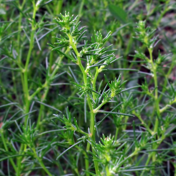 Barba Di Frate / Monniksbaard (Salsola soda) zaden