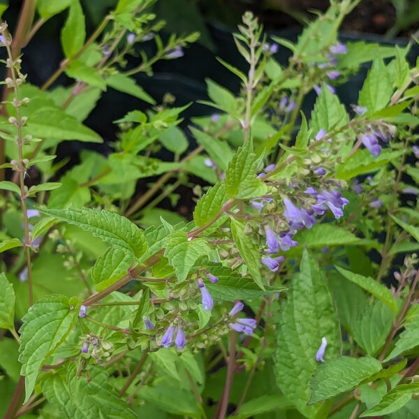 Glidkruid (Scutellaria lateriflora) zaden