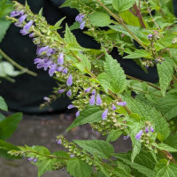 Glidkruid (Scutellaria lateriflora) zaden