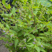 Glidkruid (Scutellaria lateriflora) zaden