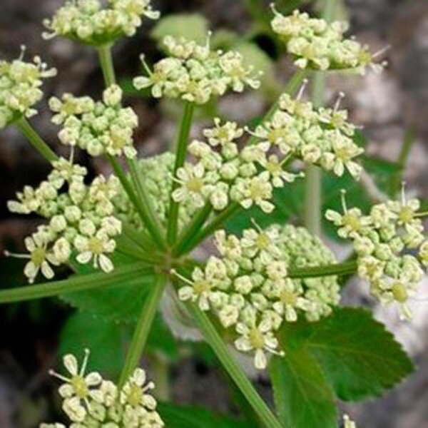 Zwartmoeskervel (Smyrnium olusatrum) zaden