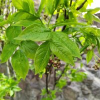 Pimpernoot (Staphylea pinnata) zaden