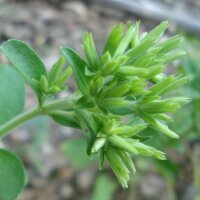 Stevia / honingkruid (Stevia rebaudiana) zaden
